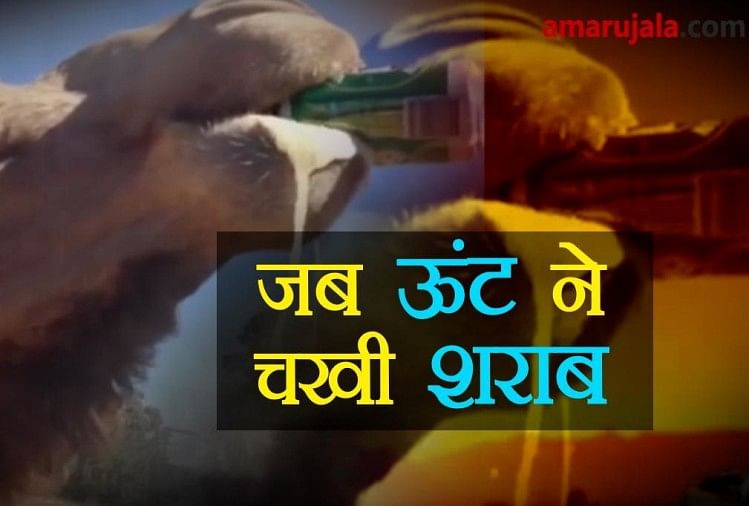 viral video of camel drinking beer