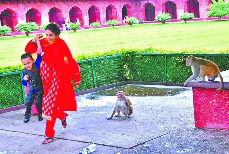 Monkeys Terror At Taj Mahal त जमहल पर ब दर क आत क नसब द य जन क ब द भ त ज स बढ रह इनक स ख य Amar Ujala Hindi News Live