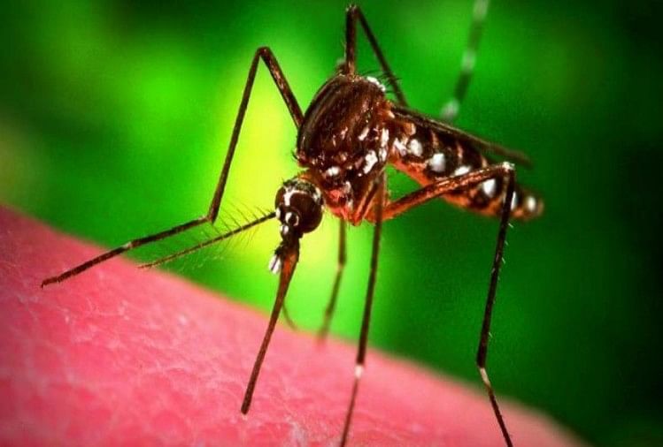 Zika Virus Cases Detected in Jaipur, treatment and prevention