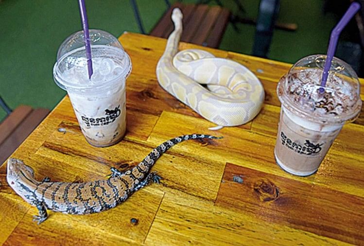 Reptile Themed Cafe In Cambodia Where Pythons Can Be Spotted On Coffee Table - सावधान! इस कैफे में कॉफी के साथ सर्व किए जाते हैं अजगर, तस्वीरें हैरान करने वाली - Amar