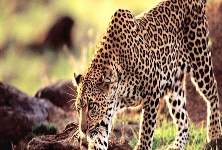 leopard shimla