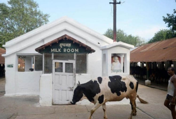 Army Will Buy Milk Of 10 Crore Price From Outside Cows Will Be Shift