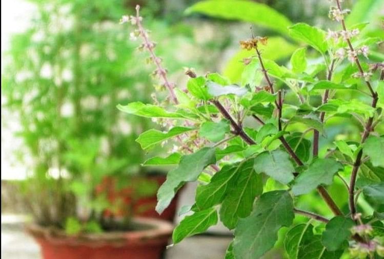 According To Vastu Shastra Tulsi Plant Where Should Be Planted - तुलसी का पौधा घर के किस कोने में माना गया है शुभ, जानिए वास्तु और धार्मिक महत्व - Amar Ujala Hindi