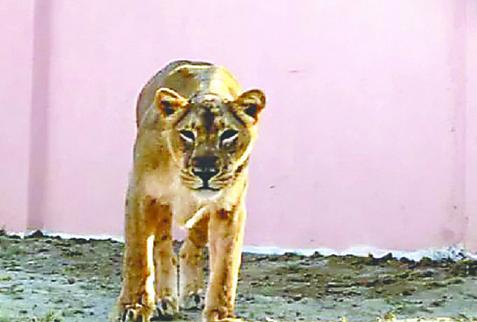लायन सफारी की दवाइयों से होगा गुजरात के बीमार शेरों का इलाज