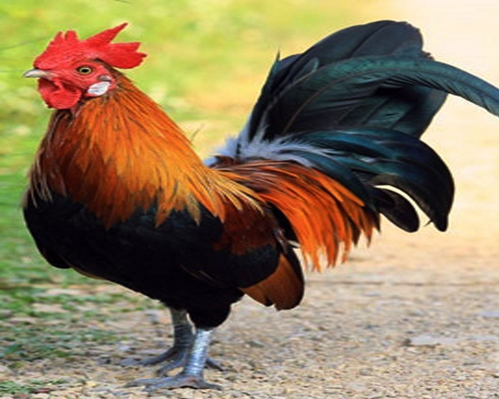 Strange Story A Rooster Accused Of Causing Noise Pollution In France म र ग क ख ल फ क स दर ज प र म मल ज न ह ज ए ग ह र न Amar Ujala Hindi News Live