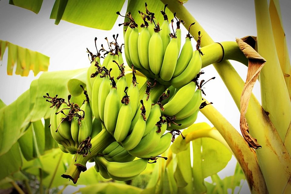 Know About Banana Health Benefits आपक स हत क ल ए ब हद ल भक र ह क ल ह र ट स ल कर क डन तक क ल ए ऐस ह फ यद म द Amar Ujala Hindi News Live