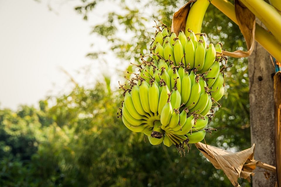 Know About Banana Health Benefits आपक स हत क ल ए ब हद ल भक र ह क ल ह र ट स ल कर क डन तक क ल ए ऐस ह फ यद म द Amar Ujala Hindi News Live