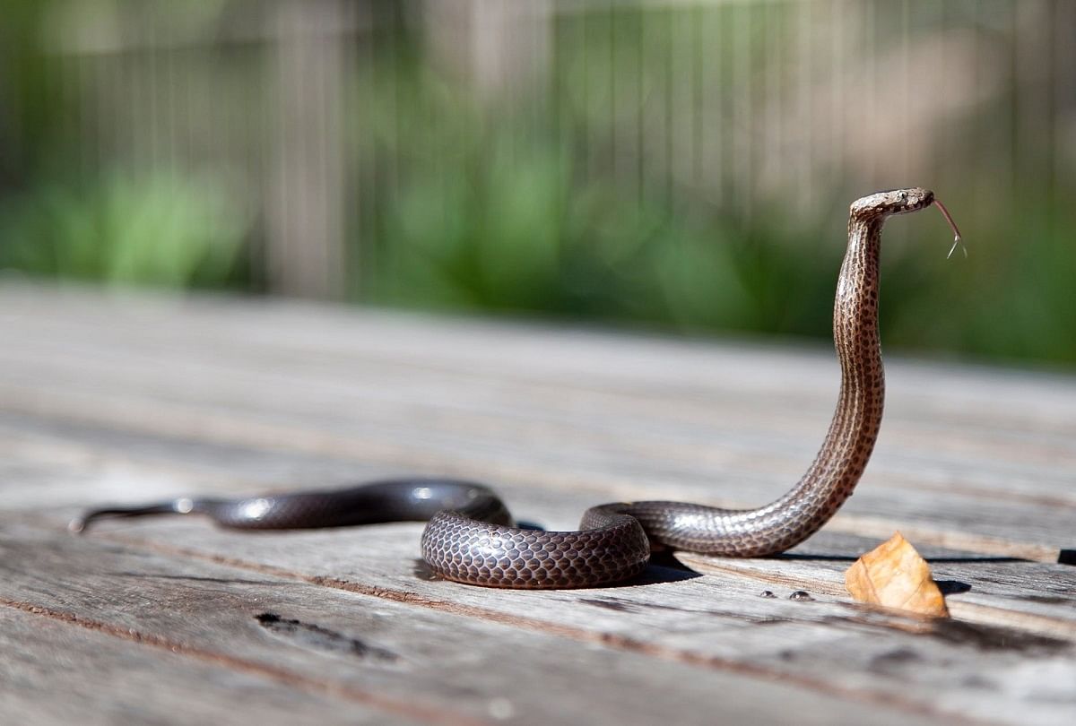 Astrology Meaning And Effects Of Snake In Dreams ...