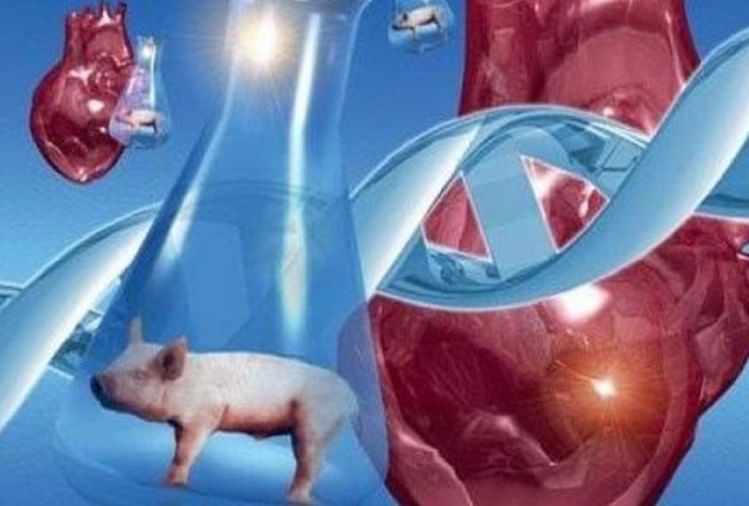 Scientists Claim Animal Organ To Successfully Transplant In Human