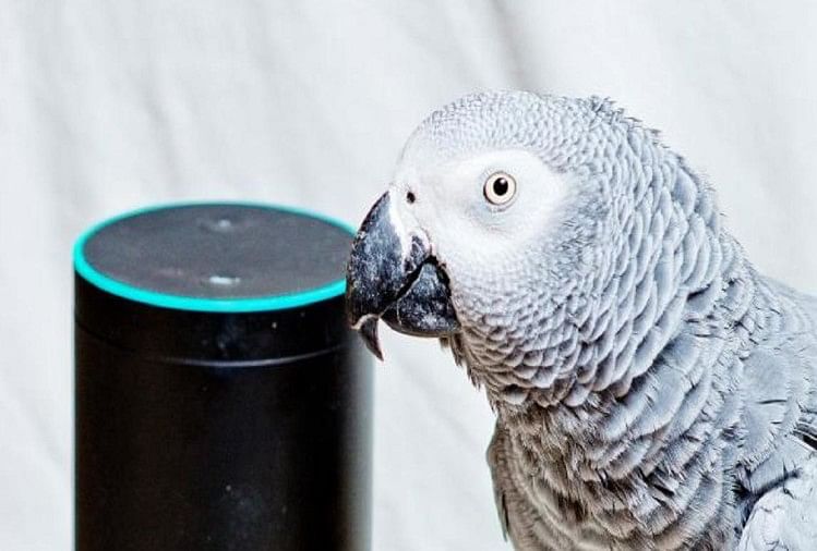 Naughty parrot