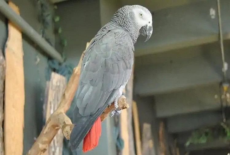 Naughty parrot