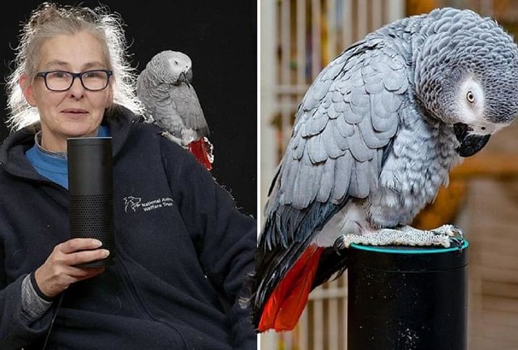 Naughty parrot