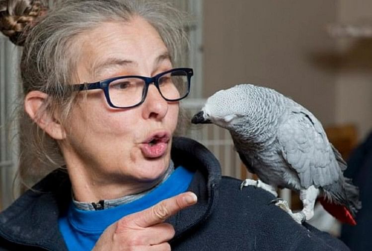 Naughty parrot