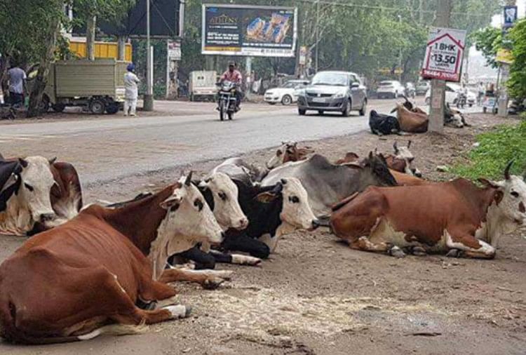 Zila Panchat attrapera des animaux gratuits dans l’Uttar Pradesh.  Approbation du nouveau système : le problème des animaux errants sera éliminé, 10 panchayats de district attraperont les animaux errants