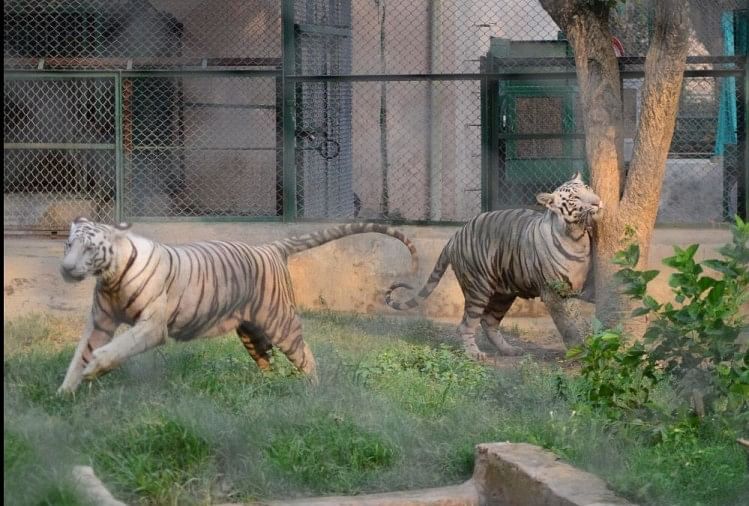 L’administration du zoo de Delhi a nommé des animaux grâce à un sondage en ligne