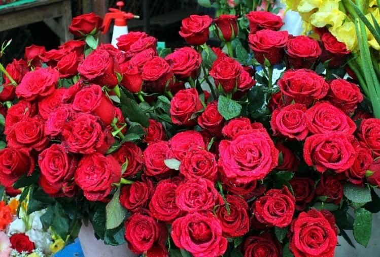 Featured image of post Rose Day Kab Hai 2021 List : Valentinedaystatus #whatsappstatusvideos #lovestatus #sadstatus tags :