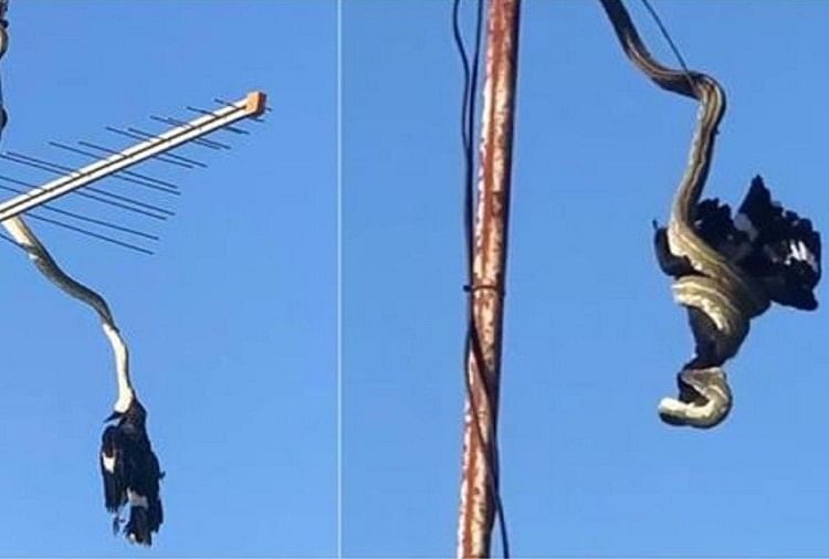 Video :टीवी एंटीना से लटककर अजगर ने किया शिकार, देखकर महिला हो गई सन्न -  Hanging Huge Python On Tv Antenna Eating Currawong Bird On Rooftop Video  Viral - Amar Ujala Hindi