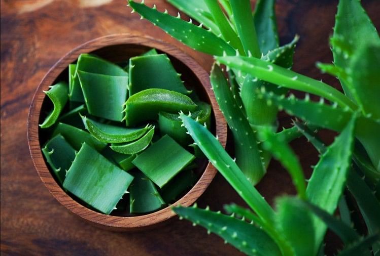 Aloe vera is beneficial for the skin - symbolic photo