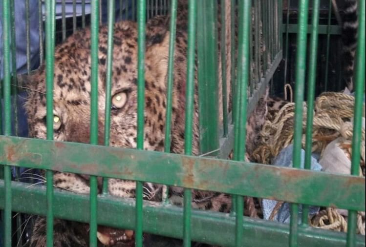 after 17 hours leopard captured from house in rudraprayag