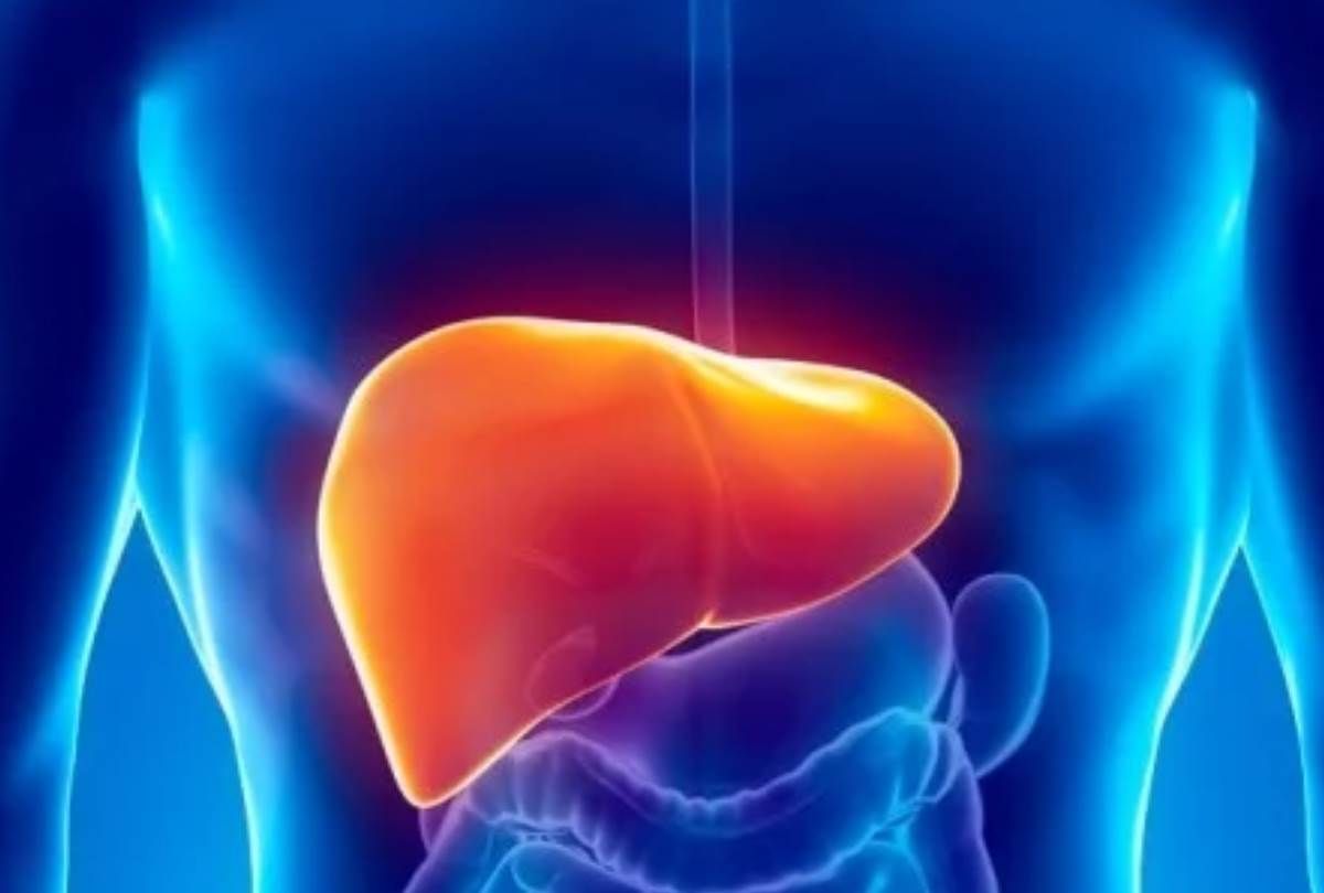 प्रोटीन-रिच डाइट घटाती है आपके लिवर की चर्बी, जानें अभी