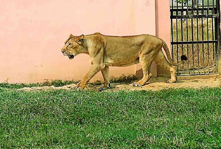 Image result for lions at etawah safari inauguration