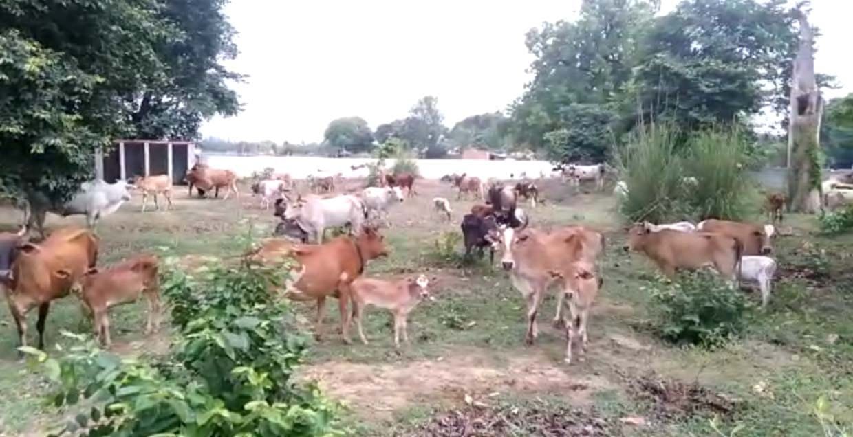 सांगीपुर के सिहनी स्थित पूर्व माध्यमिक विद्यालय में ग्रामीणों द्वारा बंद किये गये आवारा पशु। सांगीपुर के सिहनी स्थित पूर्व माध्यमिक विद्यालय में ग्रामीणों द्वारा बंद किये गये आवारा पशु।