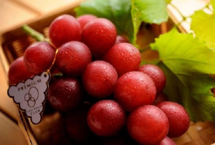 Ruby Roman Most Expensive Grapes Which One Bunch Price Is 7.5 Lakh