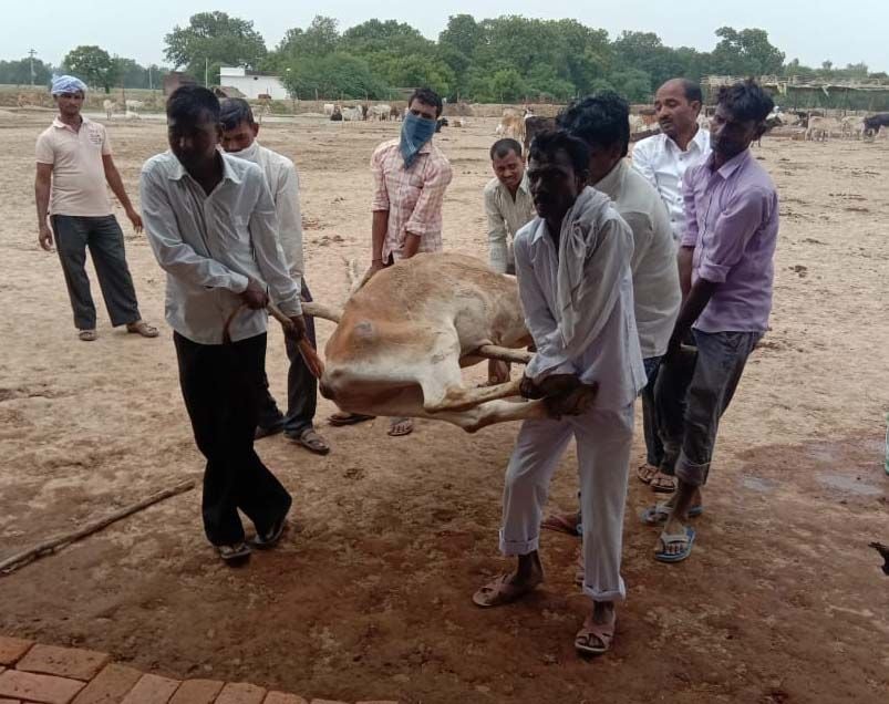 प्रतापगढ़ के पड़रीपाल गोशाला में बीमार गाय को उपचार के लिए ले जाते गोशाला के कर्मचारी।