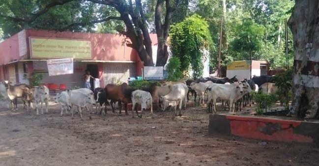 पूर्व माध्यमिक विद्यालय लक्ष्मणपुर परिसर में ग्रामीणों द्वारा बंद किये गये मवेशी। पूर्व माध्यमिक विद्यालय लक्ष्मणपुर परिसर में ग्रामीणों द्वारा बंद किये गये मवेशी।