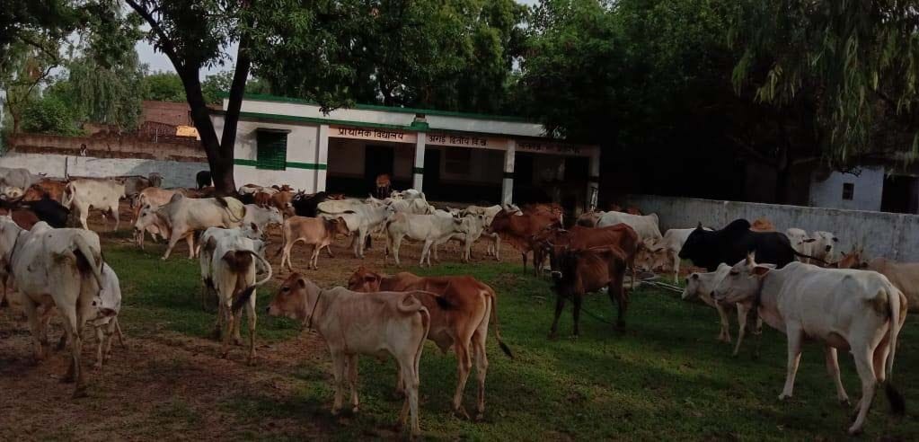 लालगंज के अगई प्राइमरी स्कूल में ग्रामीणों द्वारा बंद किये गये आवारा पशु। लालगंज के अगई प्राइमरी स्कूल में ग्रामीणों द्वारा बंद किये गये आवारा पशु।