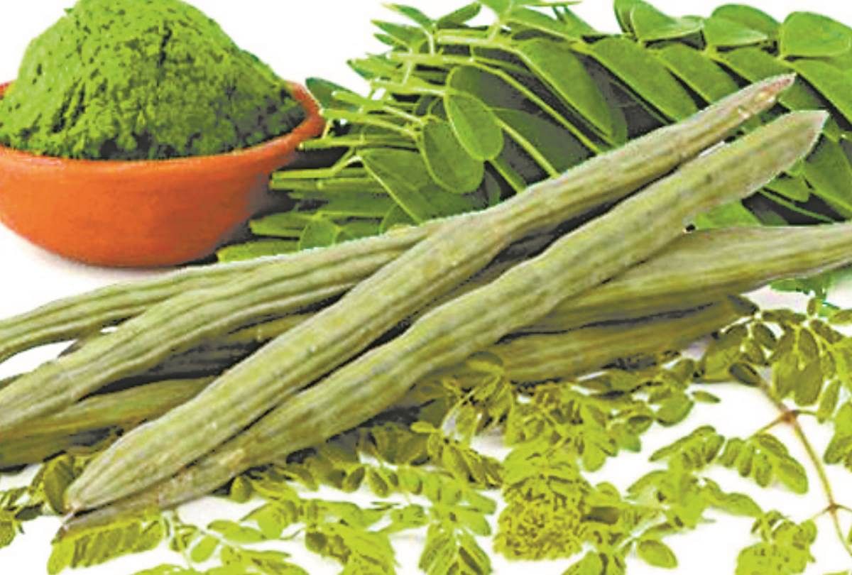 Know About The Benefits Of Moringa Vegetable - बढ़ती उम्र के प्रभाव को कम करती है ये सब्जी, ब्लडप्रेशर व शुगर को भी करती है कंट्रोल - Amar Ujala Hindi News Live