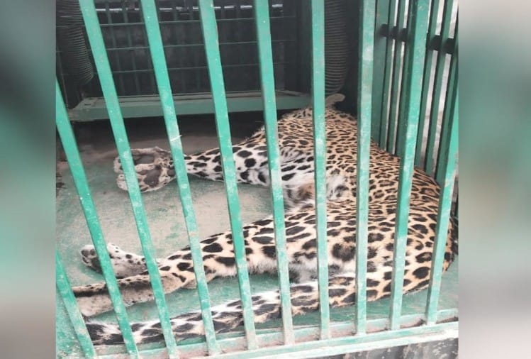 pauri: leopard entered in bathroom, landlord captured him