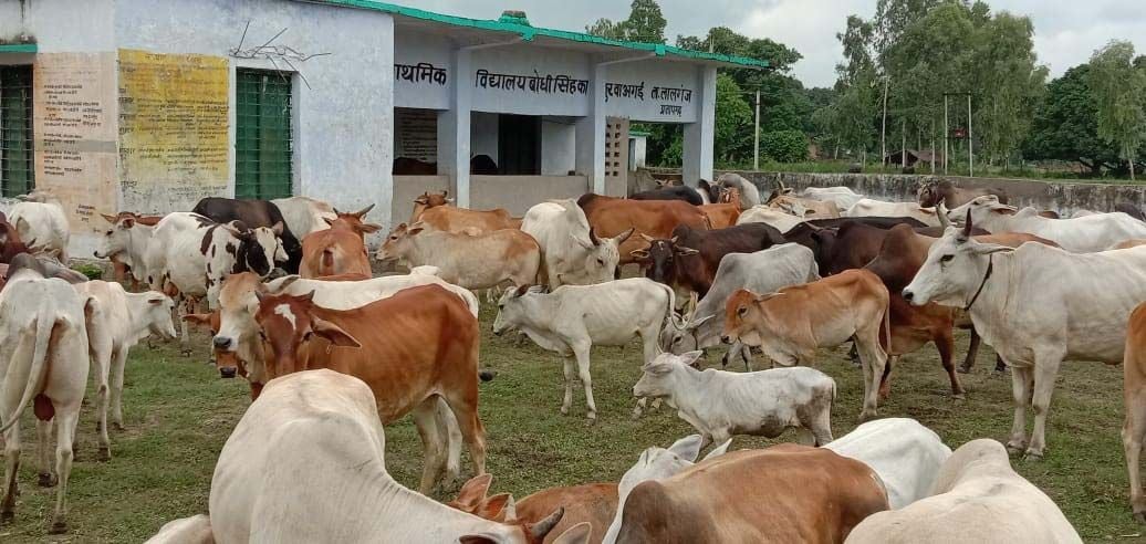 लालगंज के बोधी क पुरवा अगई प्राइमरी स्कूल में ग्रामीणों द्वारा बंद किये गये मवेशी। लालगंज के बोधी क पुरवा अगई प्राइमरी स्कूल में ग्रामीणों द्वारा बंद किये गये मवेशी।