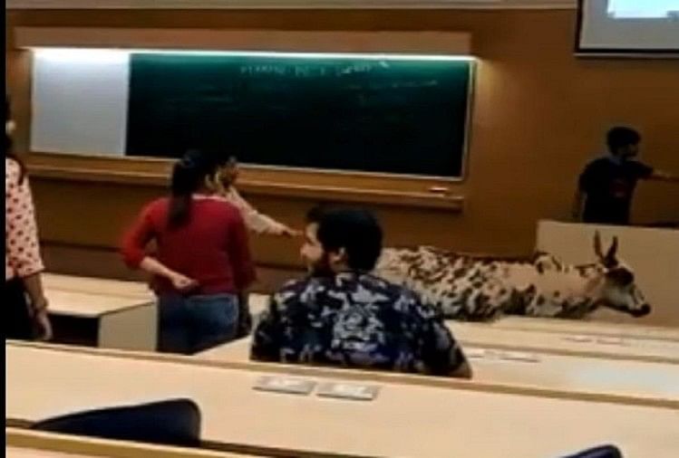 आईआईटी मुंबई में प्रोफेसर की लेक्चर के बीच क्लास में घुसा आवारा पशु, सीट छोड़ भागे छात्र Cattle strays inside IIT Bombay classroom