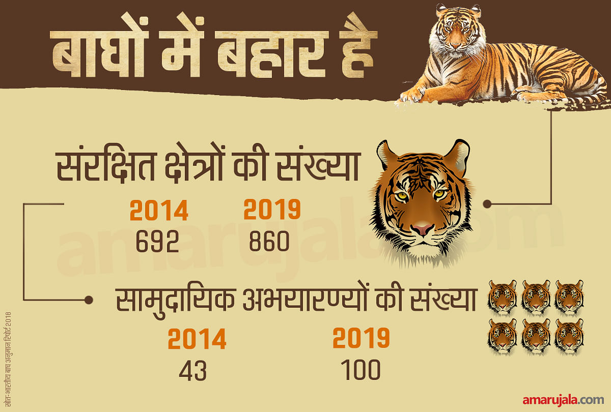 International Tiger Day Indias Tigers Population Rises To Five Year High To Reach 2967 ब घ म बह र ह द श म ब घ क स ख य त न हज र क प स पह च आ कड स समझ ए