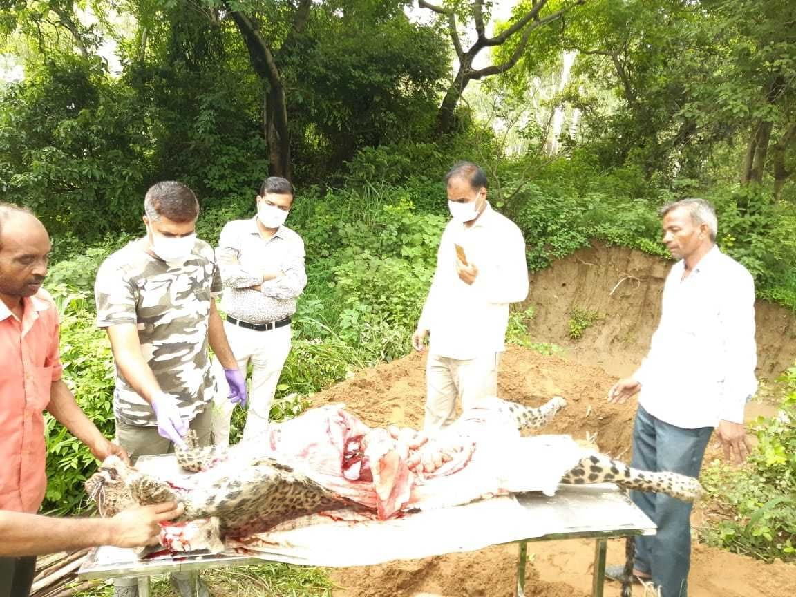 बन संतूर में मृतक तेंदुए का पोस्टमार्टम करते डॉक्टरों की टीम। बन संतूर में मृतक तेंदुए का पोस्टमार्टम करते डॉक्टरों की टीम।