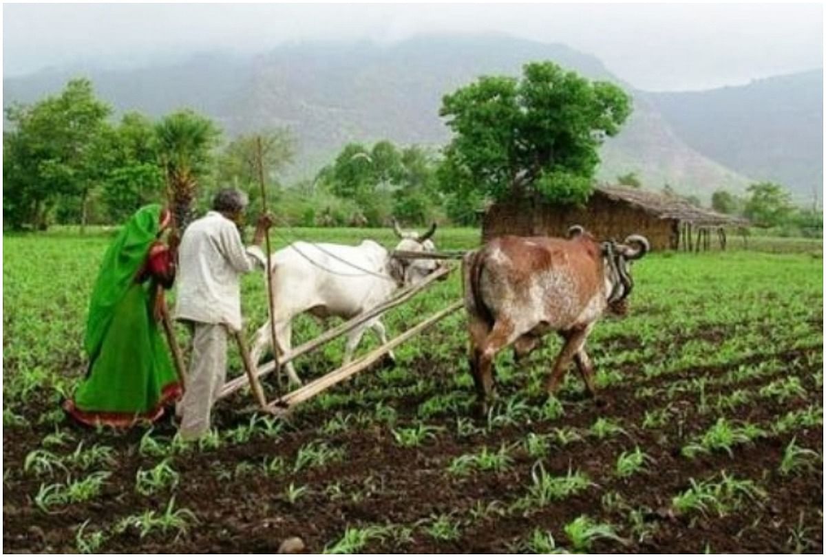 National Farmers Day 2019 Story Of Indian Farmer Everything You Need To Know About Farmer National Farmers Day 2019 भ रत म कर ज म फ क समस य स कब ब हर आए ग अन नद त क स न