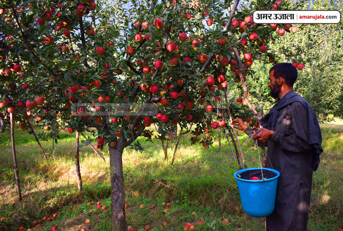 Apple Garden Jammu Kashmir Fasci Garden