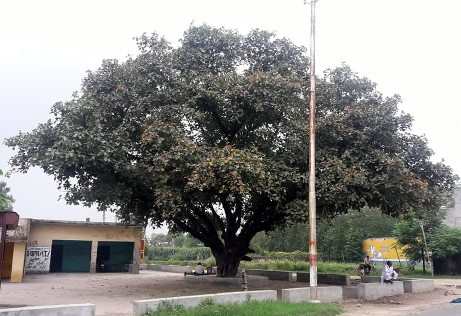 गांव बुढढाखेडा गुर्जर मे 15 अगस्त 1947 में लगा बरगद का पेड़ गांव बुढढाखेडा गुर्जर मे 15 अगस्त 1947 में लगा बरगद का पेड़