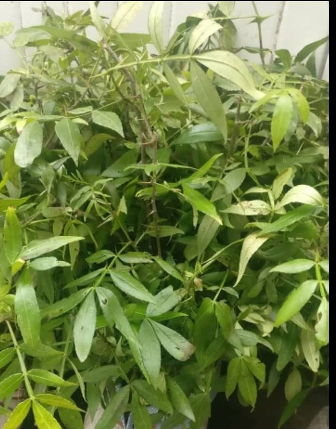 तिमूर का पौधा। तिमूर का पौधा।