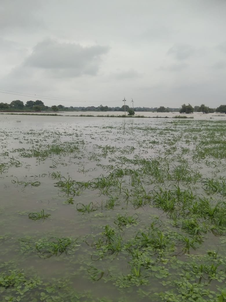 पचनद में बाढ़ से डूबी फसल पचनद में बाढ़ से डूबी फसल