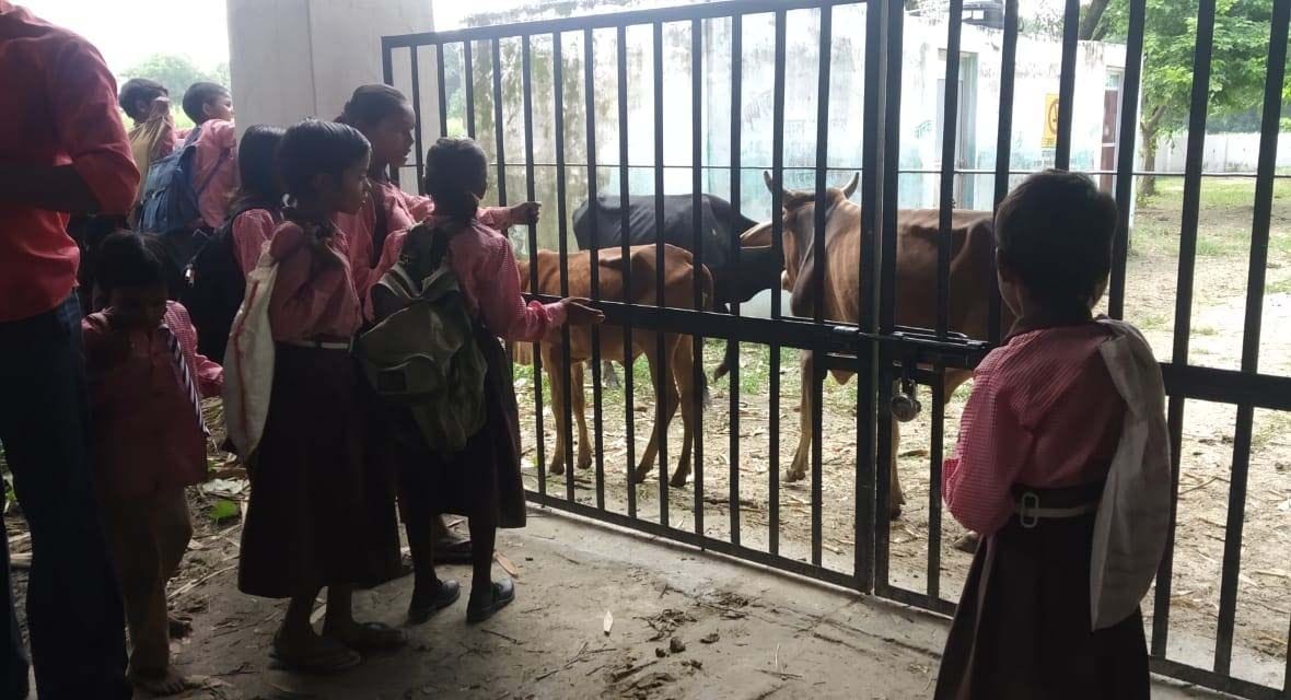 आसपुर देवसरा ब्लाक के अतरौरा प्राथमिक विद्यालय में ग्रामीणों द्वारा आवारा मवेशी बंद किये जाने स आसपुर देवसरा ब्लाक के अतरौरा प्राथमिक विद्यालय में ग्रामीणों द्वारा आवारा मवेशी बंद किये जाने स