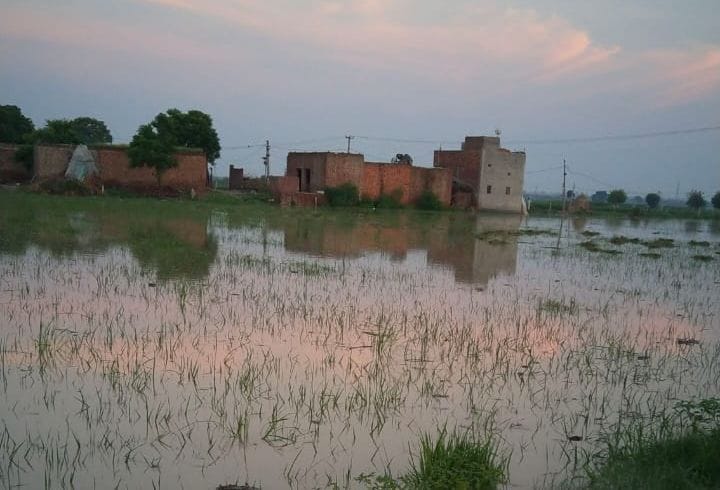 टोकी गांव में डूबी फसल व गांव तक पहुंचा पानी टोकी गांव में डूबी फसल व गांव तक पहुंचा पानी