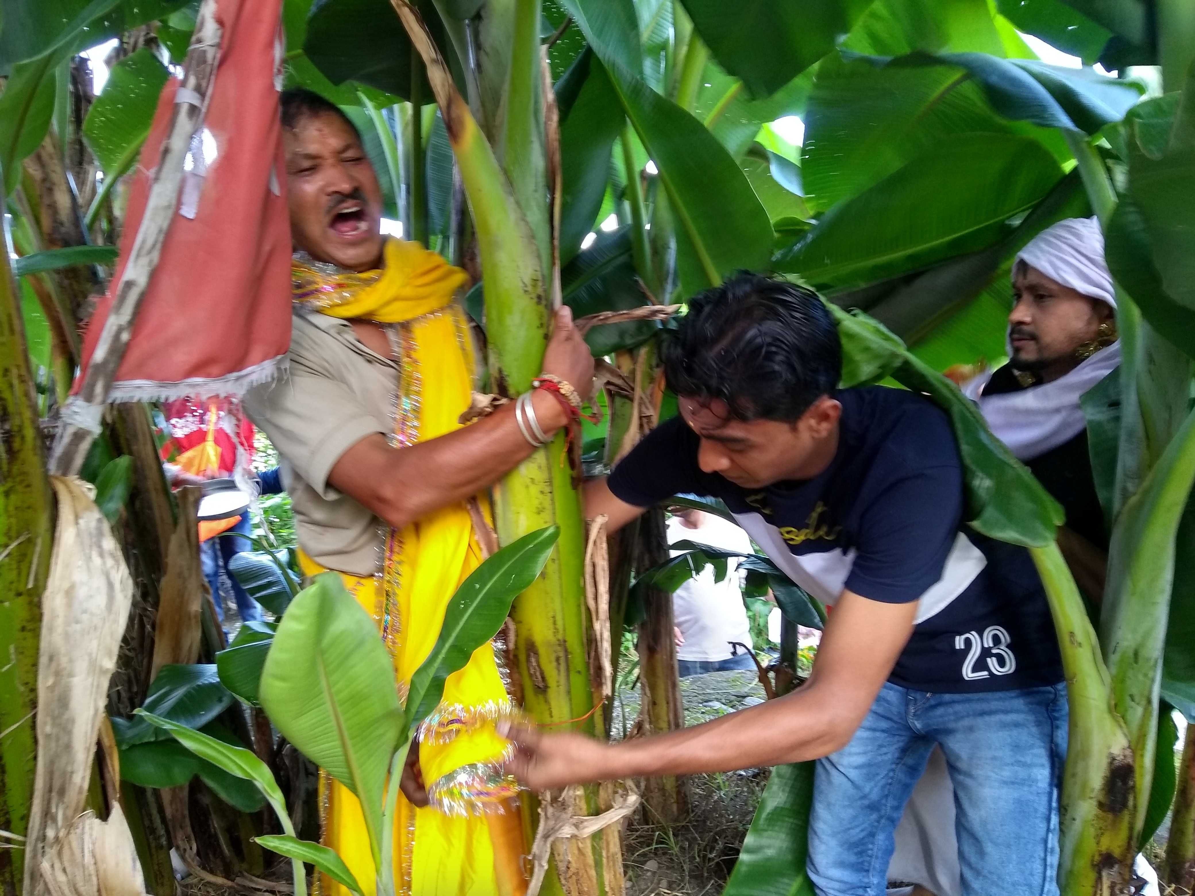 चंपावत के नंदा-सुनंदा महोत्सव में कदली वृक्ष को न्यौता देते देव डांगर। चंपावत के नंदा-सुनंदा महोत्सव में कदली वृक्ष को न्यौता देते देव डांगर।