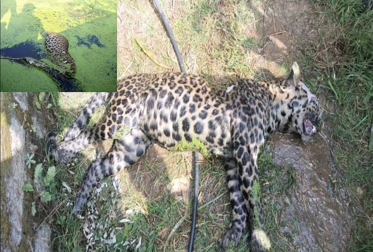 Leopard found dead in a water tank built in the fields at gohar mandi