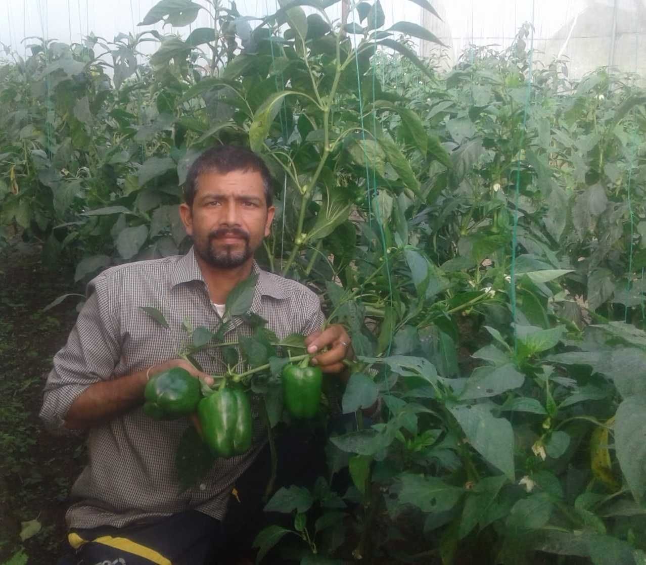 जैविक विधि से उगाई गई आधा किलो वजनी शिमला मिर्च का प्रदर्शन करते किसान रघुवर मुरारी। जैविक विधि से उगाई गई आधा किलो वजनी शिमला मिर्च का प्रदर्शन करते किसान रघुवर मुरारी।