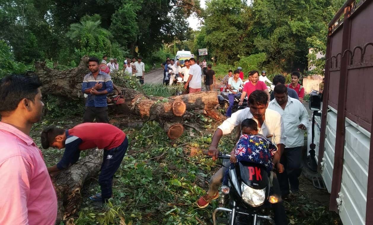 चिलबिला पट्टी रोड पर मनैतापुर में गिरा पेड़।