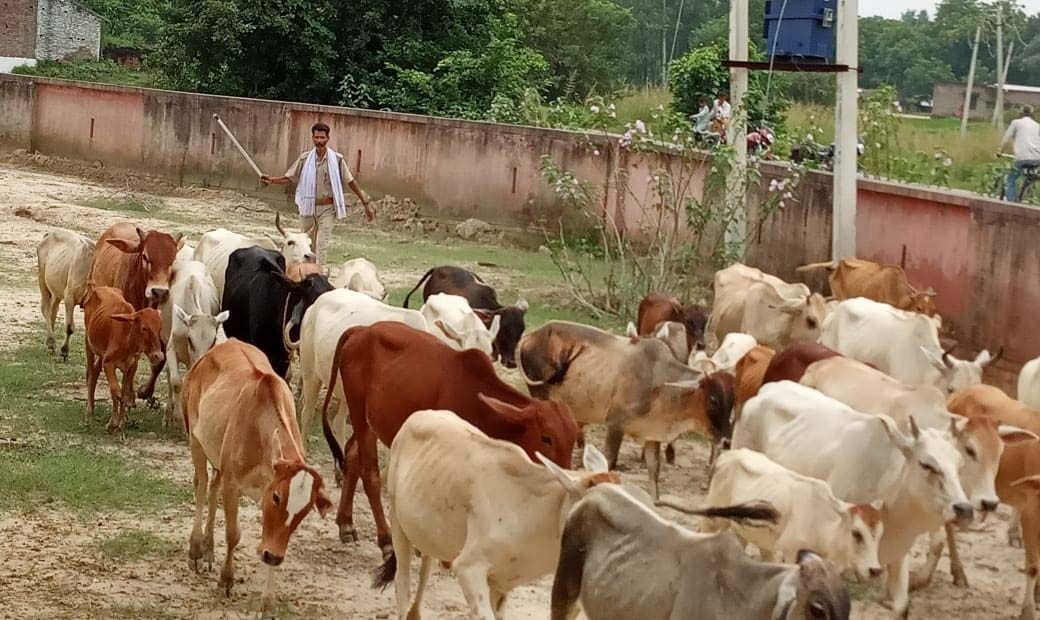 उदयपुुर के राहाटीकर प्राथमिक स्वास्थ्य केन्द्र में ग्रामीणों द्वारा बंद किये गये आवारा पशुओं क? उदयपुुर के राहाटीकर प्राथमिक स्वास्थ्य केन्द्र में ग्रामीणों द्वारा बंद किये गये आवारा पशुओं क?