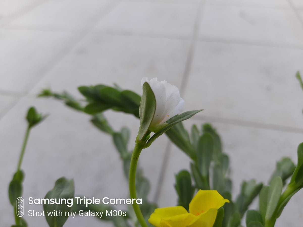 Samsung Galaxy M30s Review: दमदार बैटरी के साथ एक बढ़िया मिडरेंज स्मार्टफोन