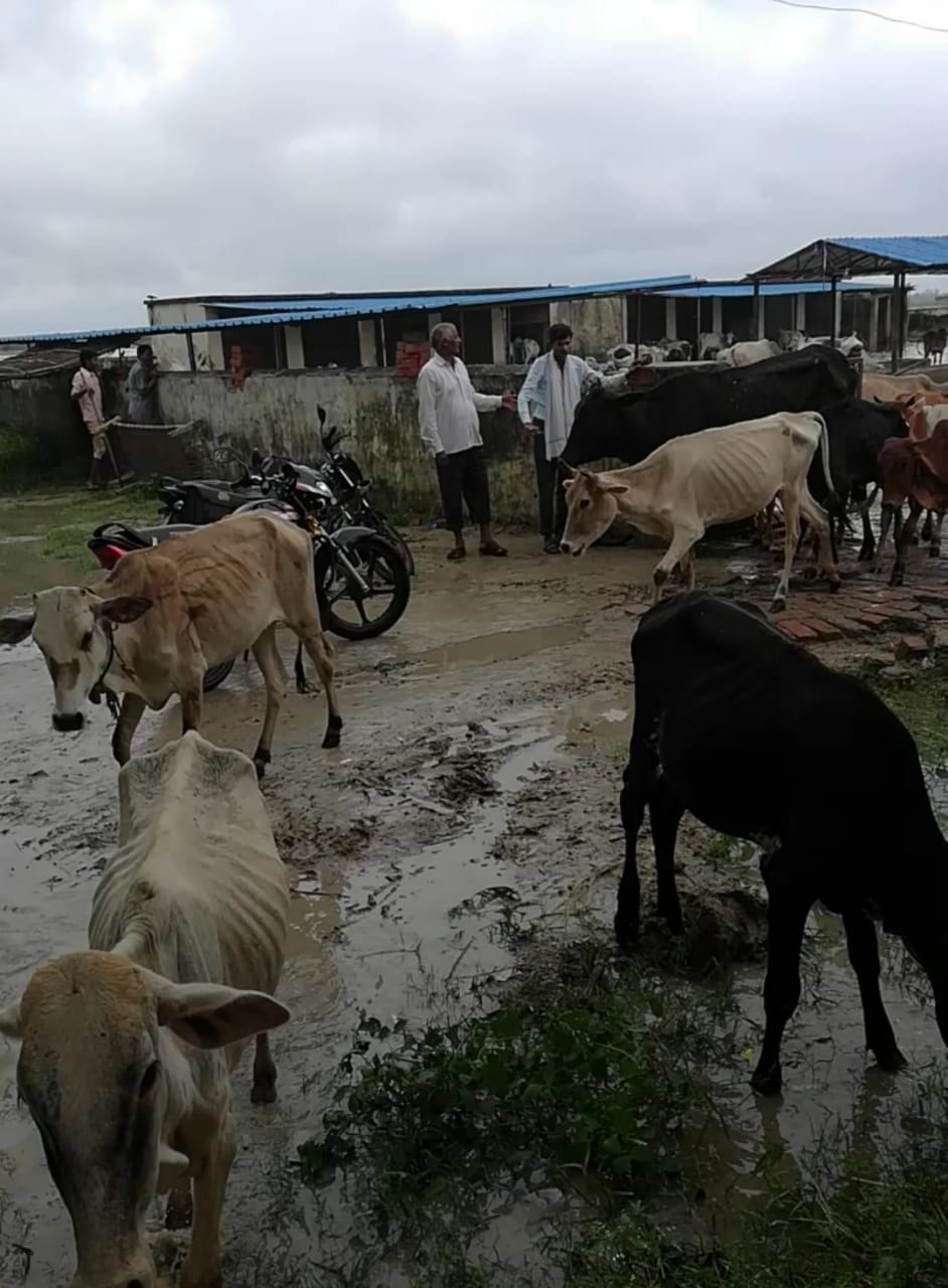 मेंहनगर की गोशाला से मवेशियों को शिफ्ट किया गया। मेंहनगर की गोशाला से मवेशियों को शिफ्ट किया गया।